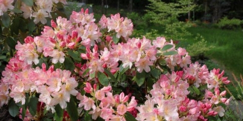 Rododendron percy weissman: otpornost na mraz, fotografije, sadnja i njega